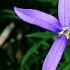 Isotoma axillaris 'Beth's Blue', flowers