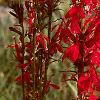 Lobelia cardinalis, habit