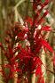 Lobelia cardinalis, habit