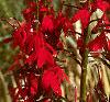 Lobelia cardinalis, habit