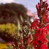 Lobelia cardinalis, habit