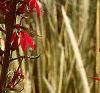Lobelia cardinalis, habit