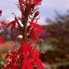 Lobelia cardinalis, habit