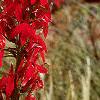 Lobelia cardinalis, habit