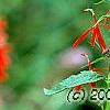 Lobelia cardinalis, flowers