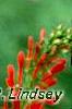 Lobelia cardinalis, flowers
