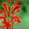 Lobelia cardinalis, flowers