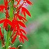 Lobelia cardinalis, flowers
