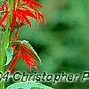 Lobelia cardinalis, flowers