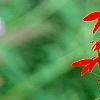 Lobelia cardinalis, flowers