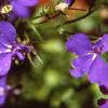 Lobelia erinus, flowers