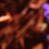 Lobelia erinus, flowers