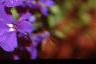 Lobelia erinus, flowers