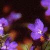 Lobelia erinus, flowers