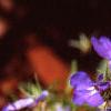 Lobelia erinus, flowers
