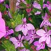 Lobelia 'KLELE12474', habit