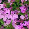 Lobelia 'KLELE12474', habit