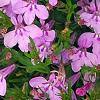 Lobelia 'KLELE12474', habit