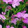 Lobelia 'KLELE12474', habit