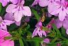 Lobelia 'KLELE12474', habit