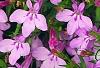 Lobelia 'KLELE12474', habit
