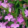 Lobelia 'KLELE12474', habit