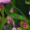 Lobelia 'KLELE12474', flowers