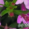 Lobelia 'KLELE12474', flowers