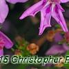 Lobelia 'KLELE12474', flowers