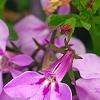 Lobelia 'KLELE12474', flowers