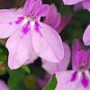 Lobelia 'KLELE12474', flowers