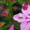 Lobelia 'KLELE12474', flowers