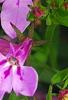 Lobelia 'KLELE12474', flowers