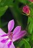 Lobelia 'KLELE12474', flowers
