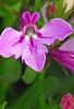 Lobelia 'KLELE12474', flowers