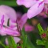 Lobelia 'KLELE12474', flowers