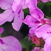 Lobelia 'KLELE12474', flowers