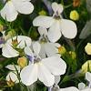 Lobelia 'KLELE12473', flowers