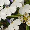Lobelia 'KLELE12473', flowers