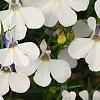 Lobelia 'KLELE12473', flowers