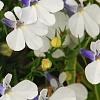 Lobelia 'KLELE12473', flowers
