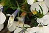 Lobelia 'KLELE12473', flowers