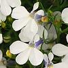 Lobelia 'KLELE12473', flowers