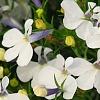 Lobelia 'KLELE12473', flowers