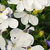 Lobelia 'KLELE12473', flowers