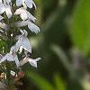 Lobelia spicata, flowers