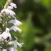 Lobelia spicata, flowers