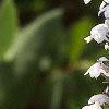 Lobelia spicata, flowers