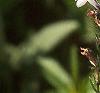 Lobelia spicata, flowers