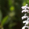Lobelia spicata, flowers